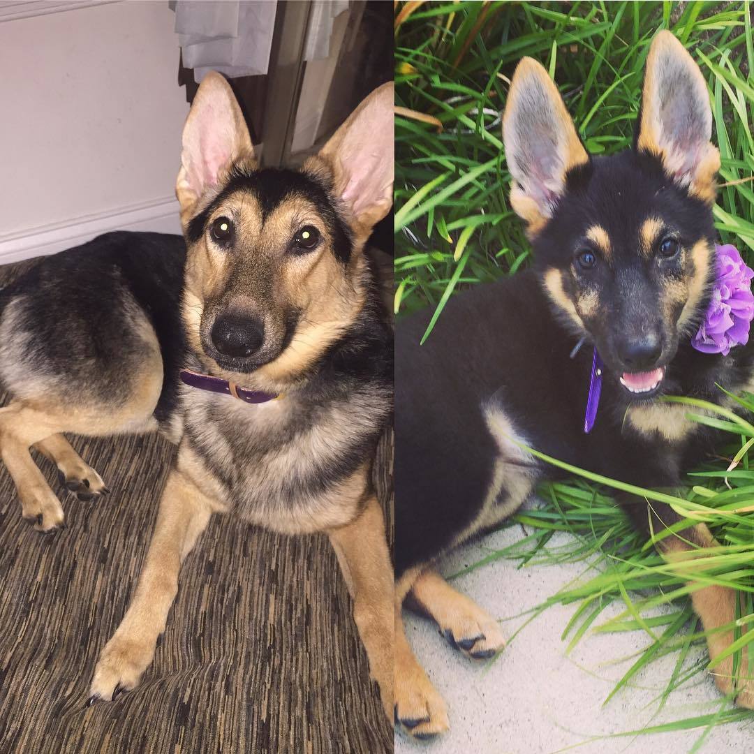 Honey 11 hónapos lett