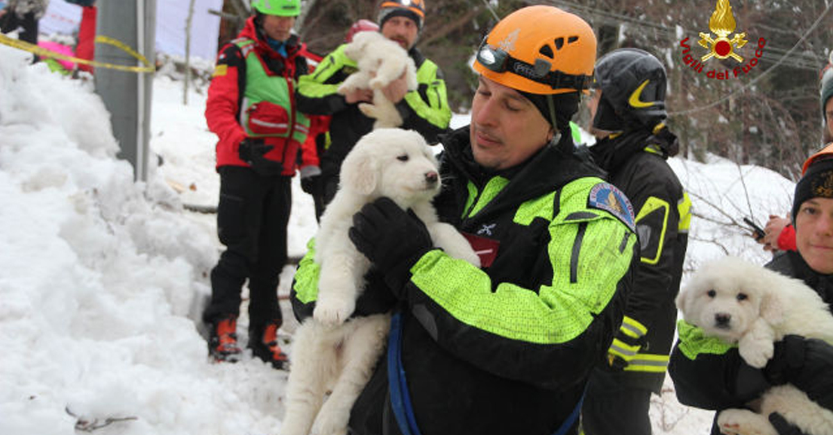 A három kölyköt épségben ki tudták menteni