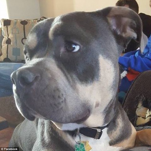 Loki, a pit bull keverék a baleset előtt