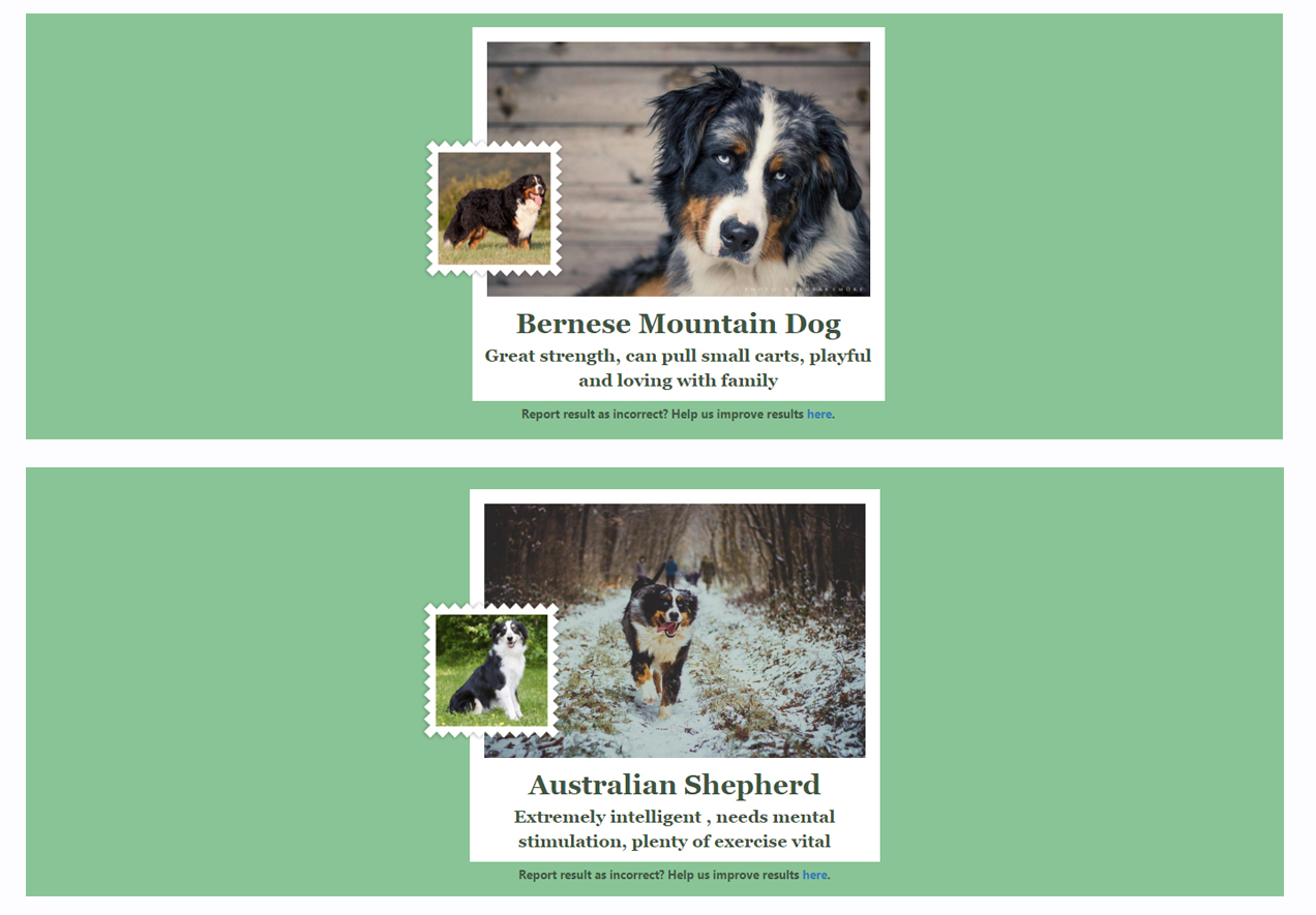 Mi is kipróbáltuk - keverék kutyánkat így azonosította a program