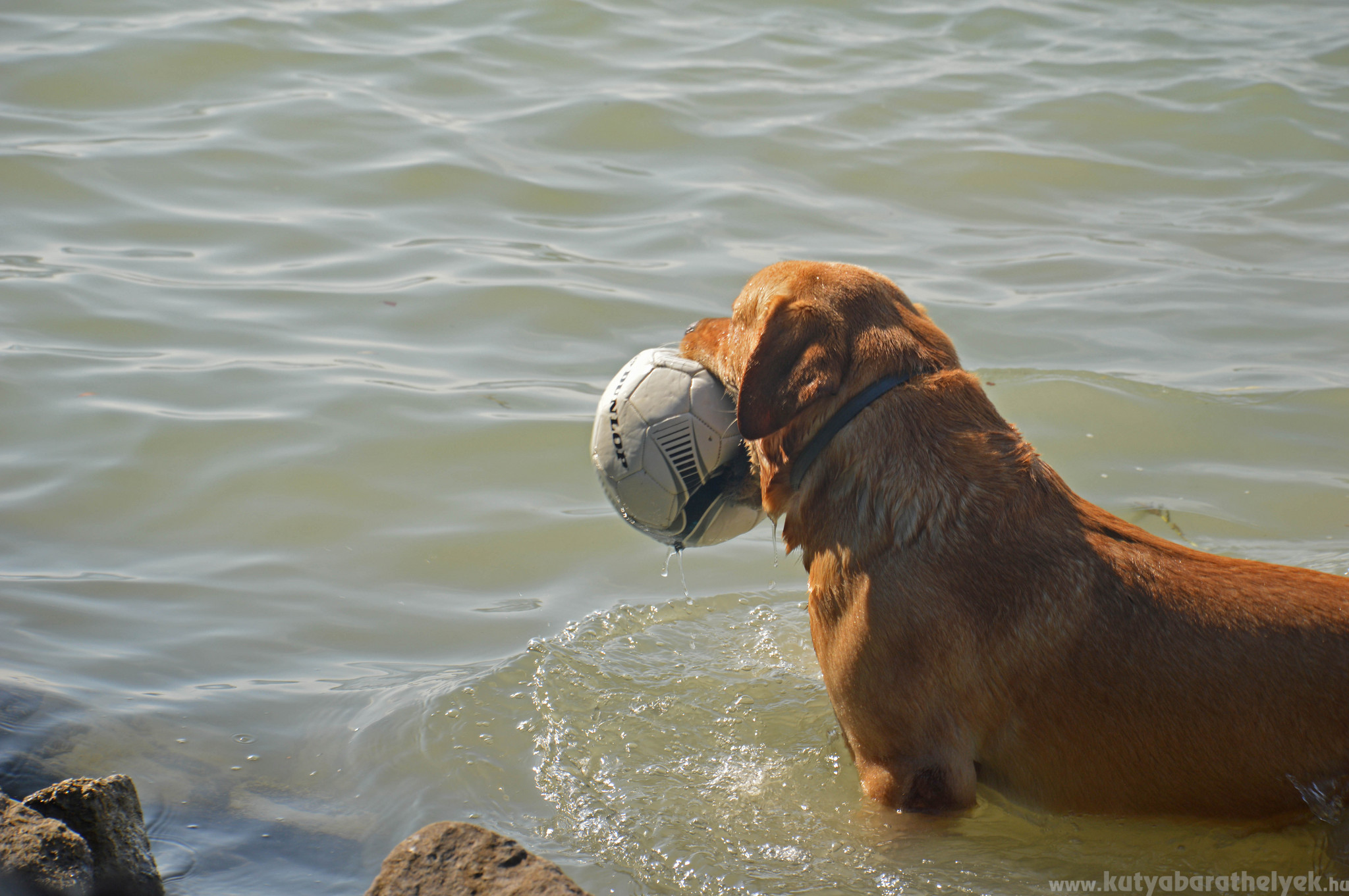 Egész napos balatoni játék a kutyáknak is a FALKAstrandon