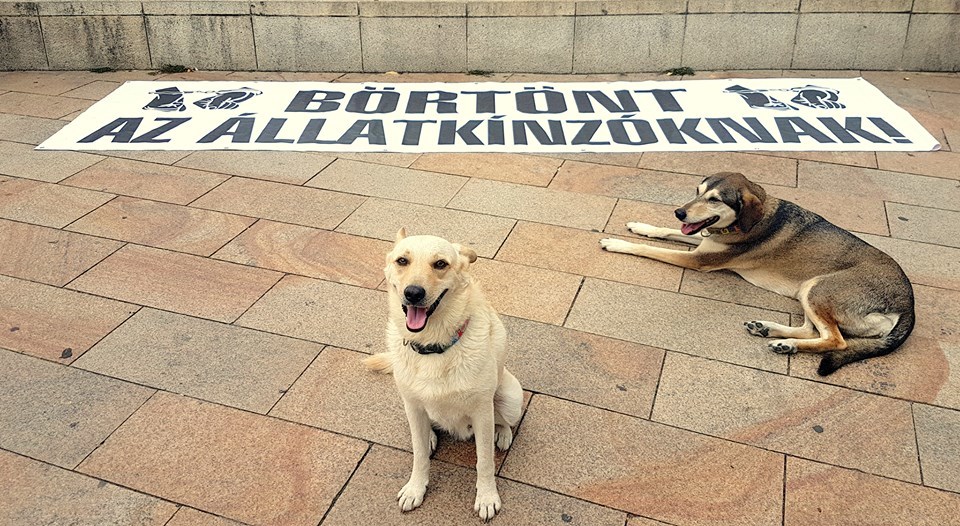 Börtönt az állatkínzóknak - Koxi és Larka, a mozgalom kutyái