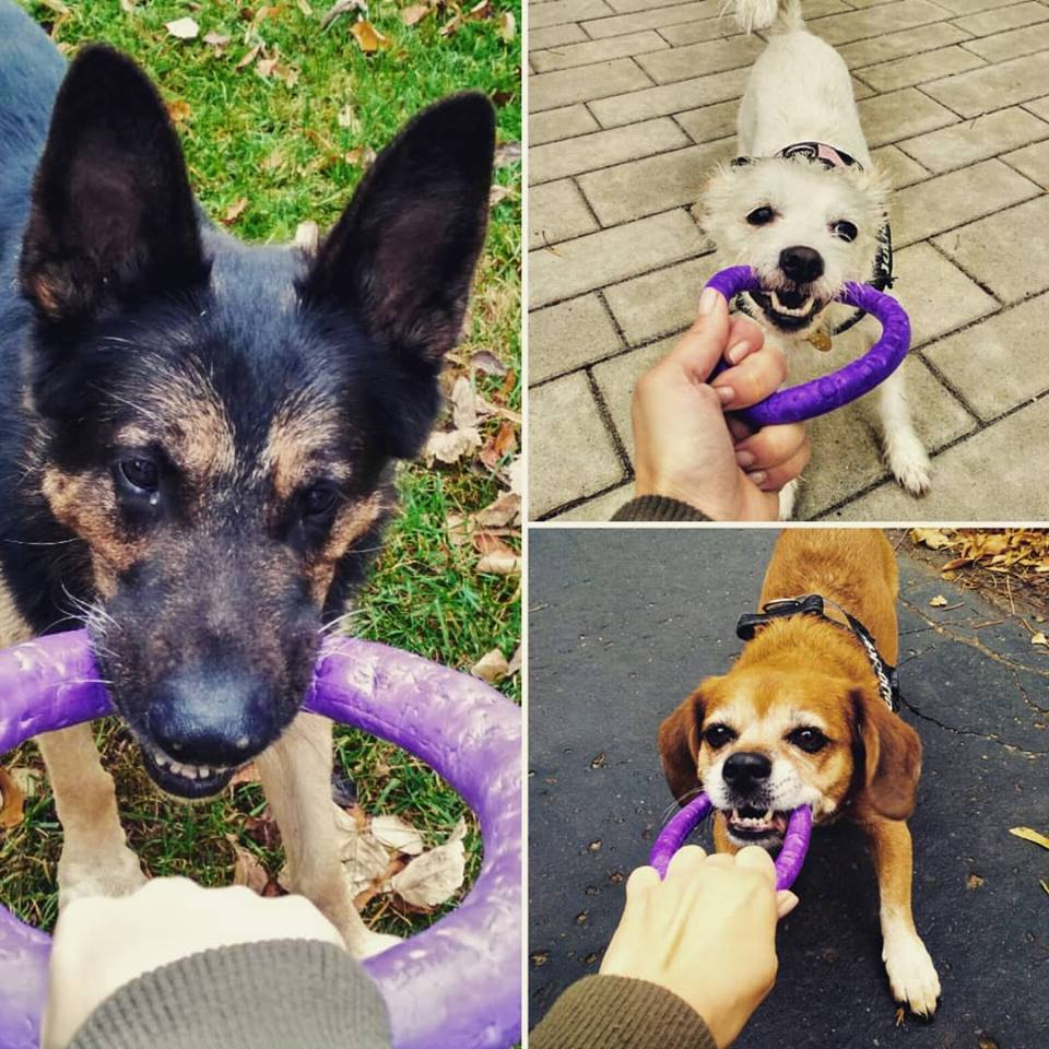 Apportírozás, vagy épp huzakodás: a puller nagyon sok lehetőséget rejt a játékra és a tanulásra