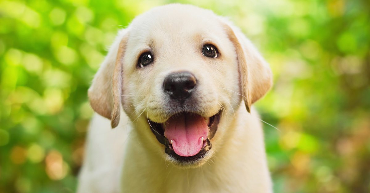 Játékkal és sok-sok dicsérettel a kölyköket is könnyen lehet tanítani