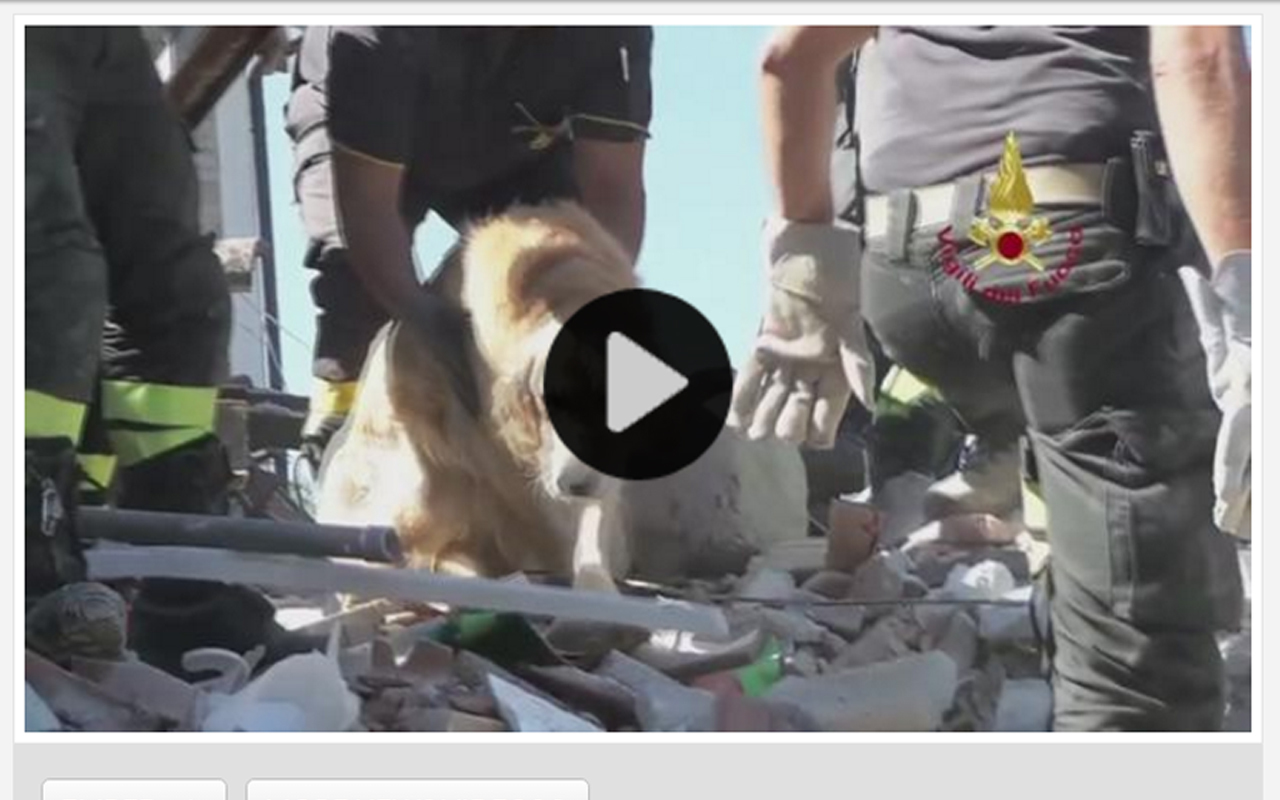 Romeot, a golden retrievert 9 nap után mentették ki a romok alól