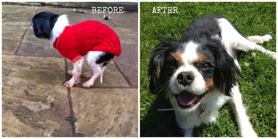 Lucy-t 2013-ban mentették meg egy szaporítótelepről