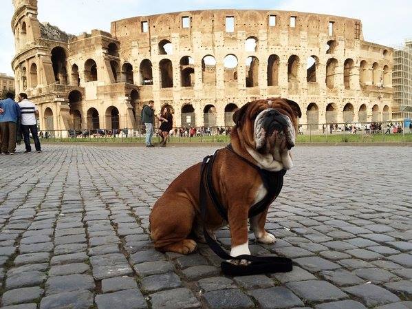 Lews Hamilton bulldogja, Roscoe a római Colosseum előtt