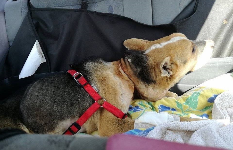 Fülöp úton Budapestre, az Állatorvostudományi Egyetemre