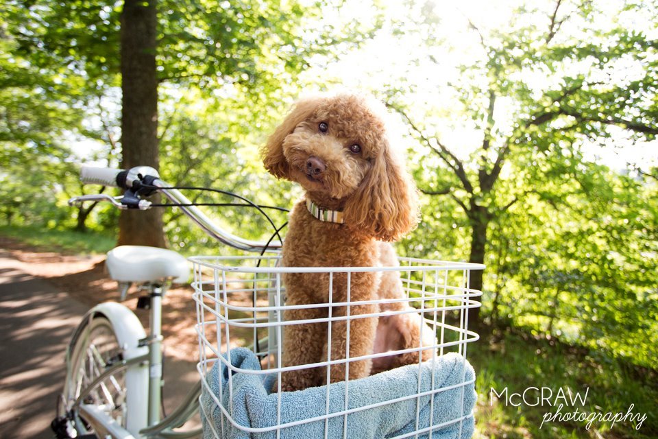 Boldog kutya, boldog bringás!