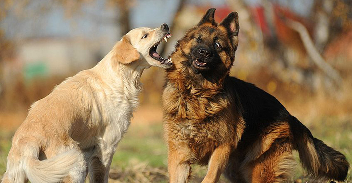 Kutyák a parkban és a futtatókon - nekik, és a gazdáiknak is meg kell férni a többi kutyával és emberrel