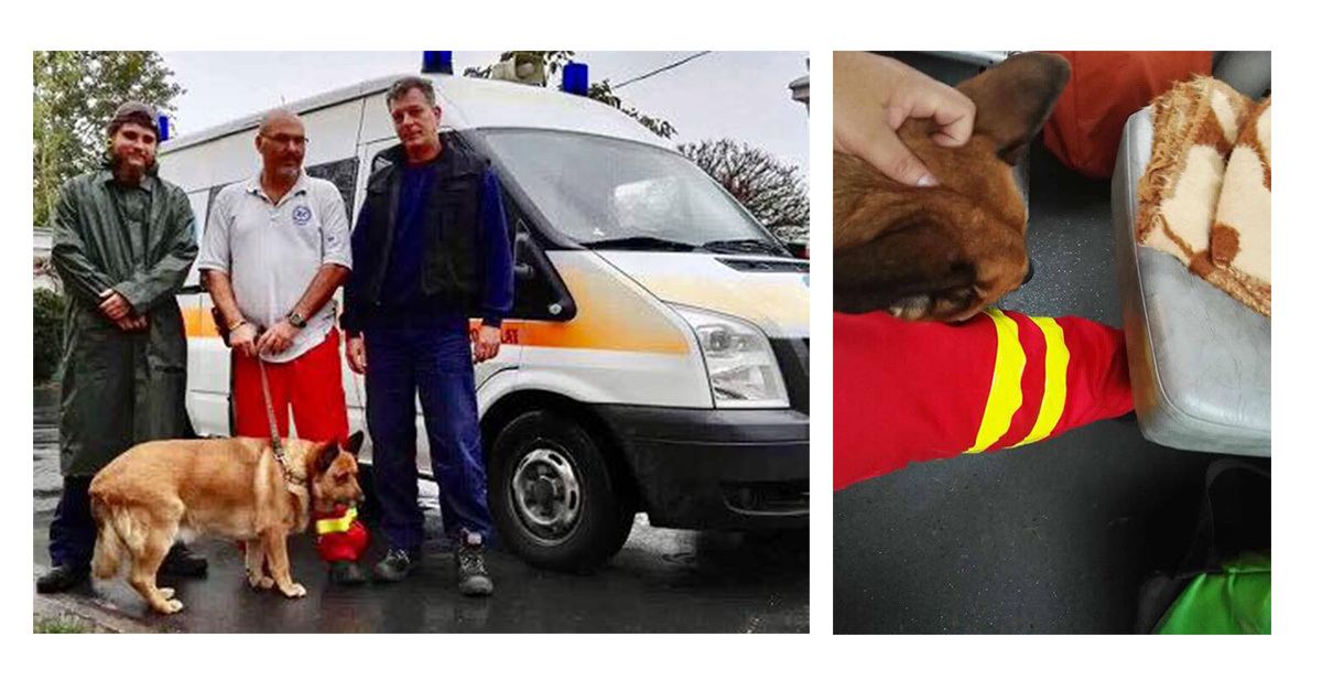 Kutya a mentőautóban