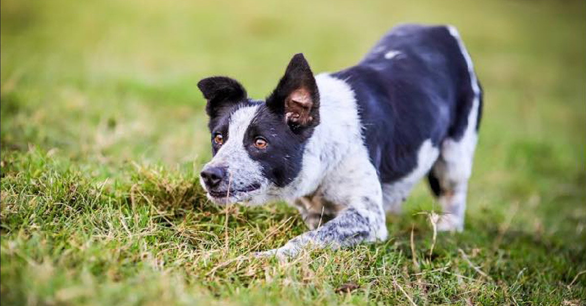 Ő a világ legdrágább pásztorkutyája: 7 millió forintért vették meg