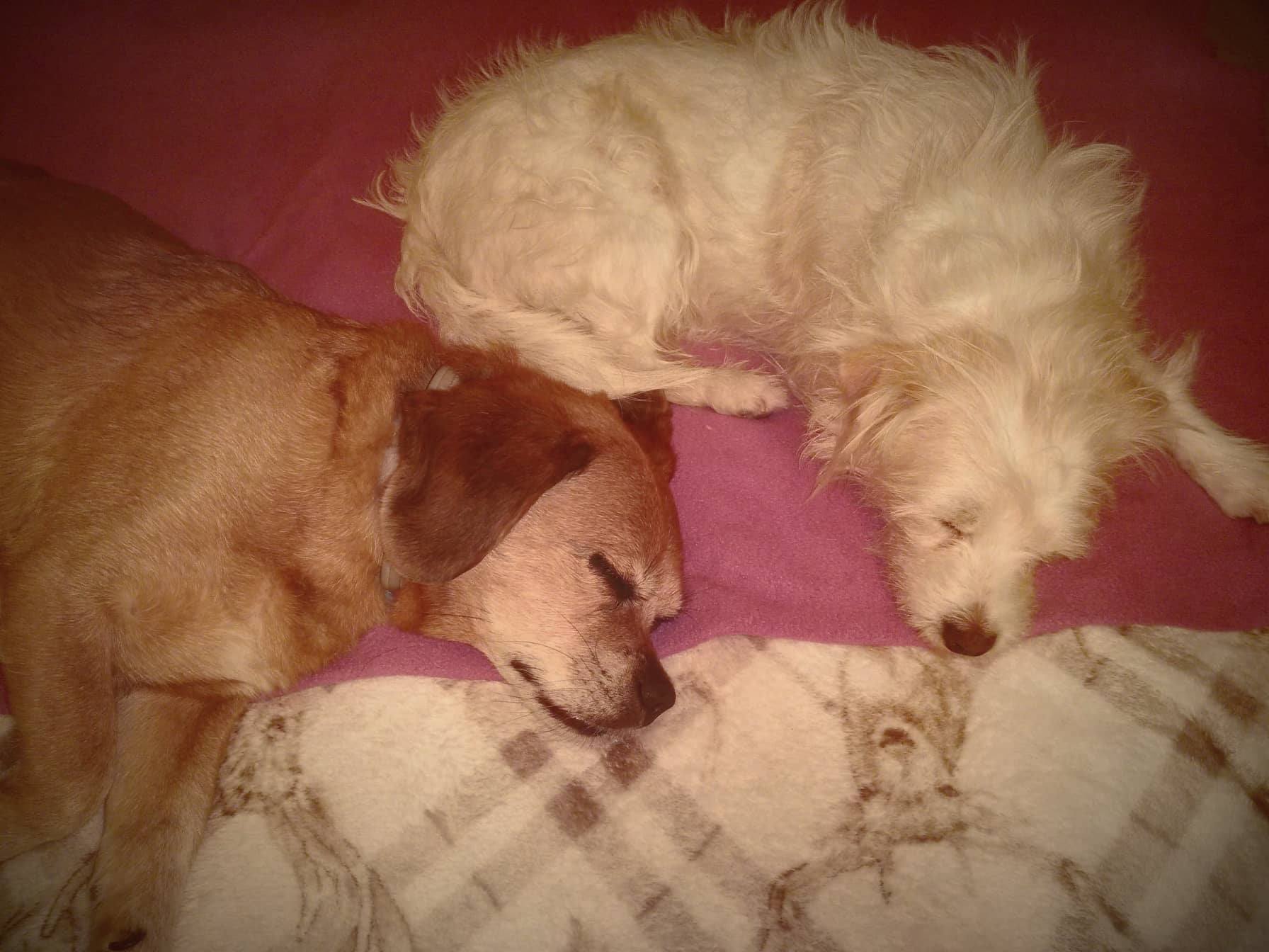 Álmos és Felhő, barátok jóban-rosszban. A betegsége miatt van, hogy Álmos már nem ismeri meg kis barátját.