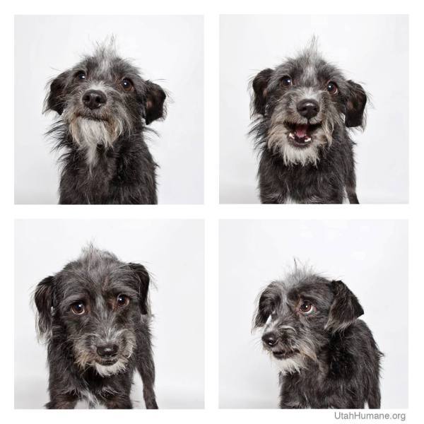 Nem lehet ellenállni a kutyusoknak