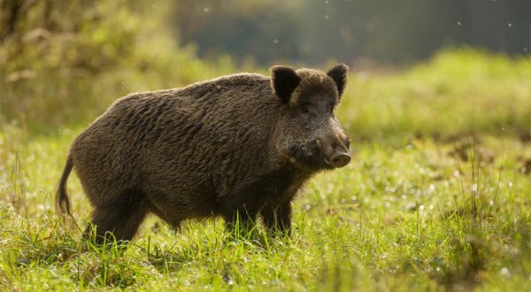 A vaddisznók ősszel a párzási-, tavasszal az ellési időszakban veszélyessé válhatnak