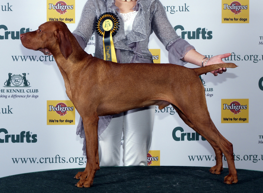 Rövidszőrű magyar vizsla