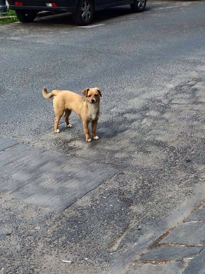 Shally-Ann, a kóborló kiskutya