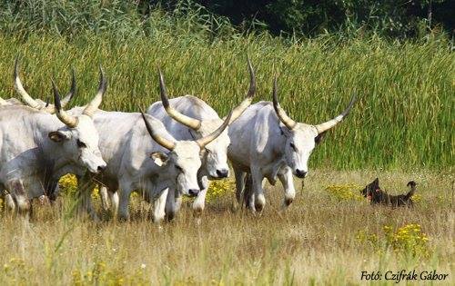 Terelési feladati lesznek a kutyáknak