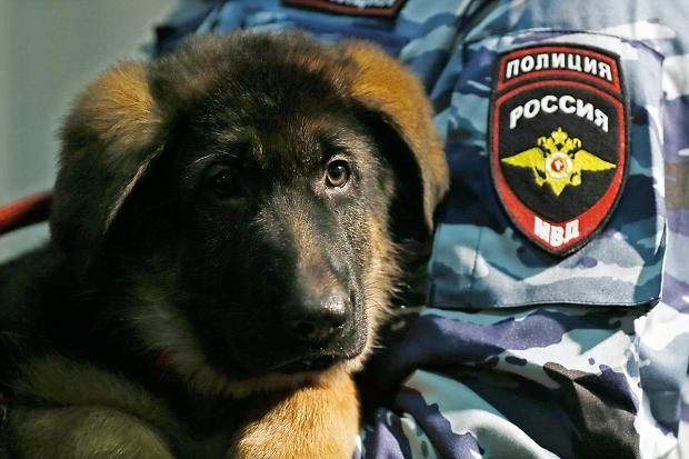 Dobrynia, az orosz kölyök, Diesel leendő utódja