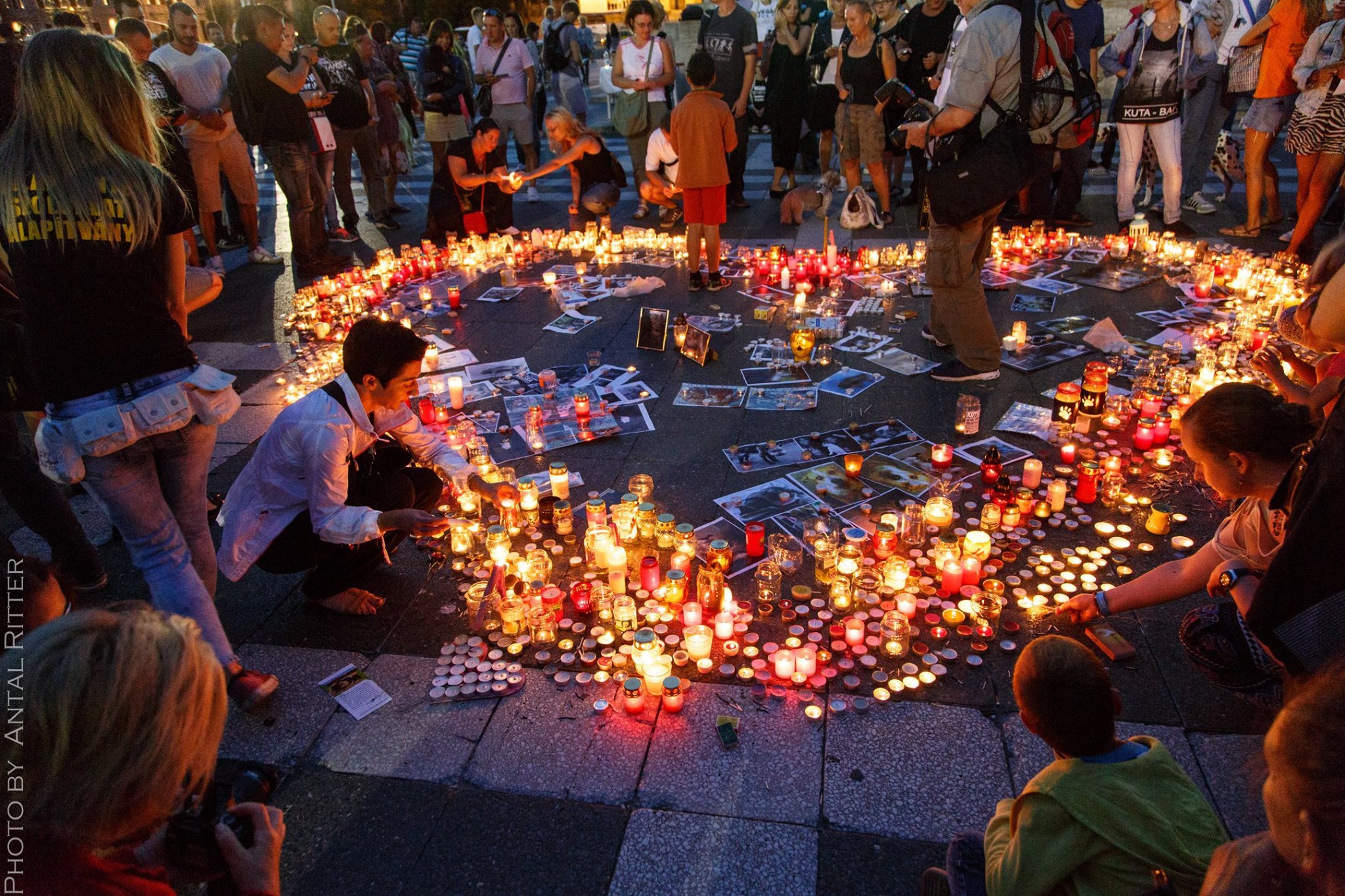 Gyertya gyújtás a megkínzott és hontalan állatokért