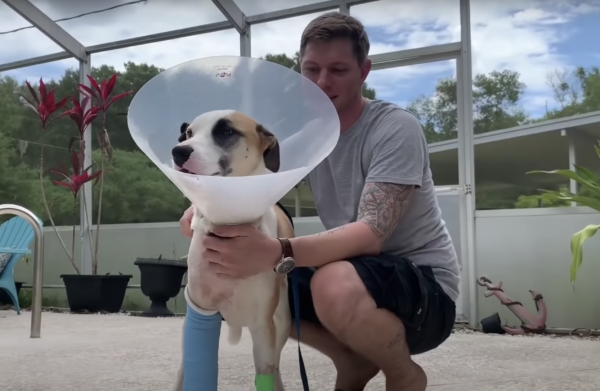 Hála a gazdijának és a gyors orvosi ellátásnak, Loki lába is helyre fog jönni