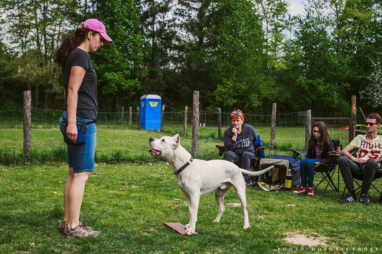 Vámosi-Nagy Nóra a treibball workshopon