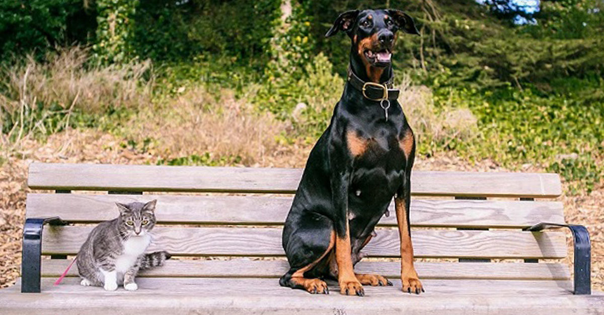 Kutyások vs. Macskások - igazak a sztereotípiák?