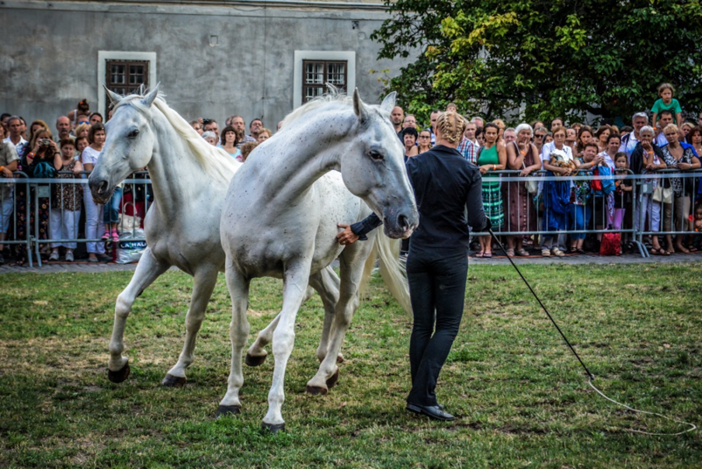 Kappel Edit szabadidomító különleges lipicai lovas bemutatóját is láthatja a közönség