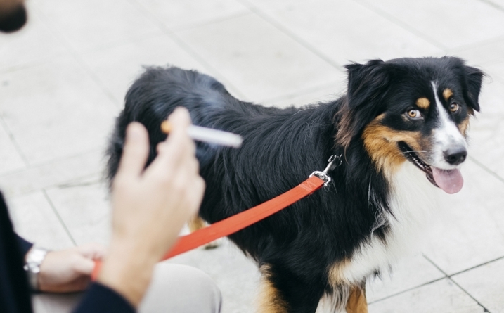 Kutyáinkat is veszélyeztetik a passzív dohányzás káros hatásai