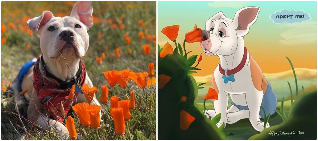 Pet Disneyfication 7