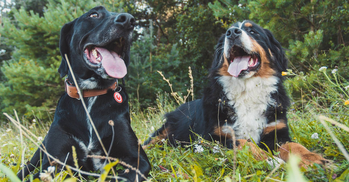 Különbség van a keverék és a fajtatiszta kutyák viselkedésében