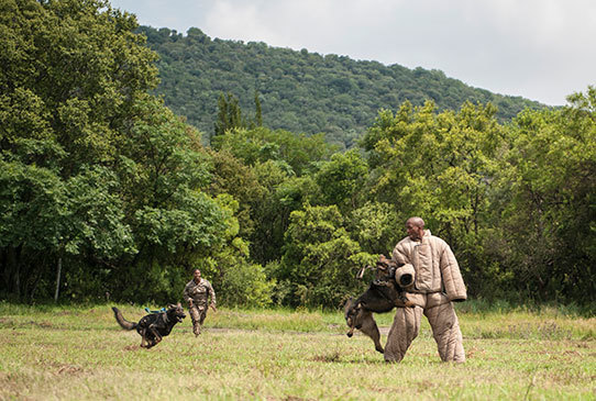 K9-es kutyákat képeznek ki az orvvadászok elleni harcra