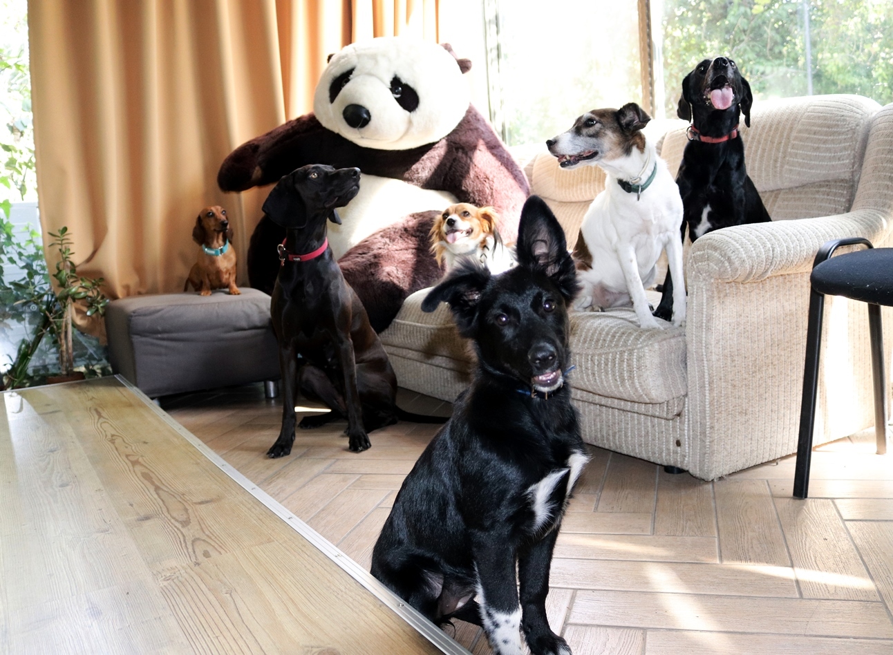 Kutyabarát munkahely - WWF Magyarország