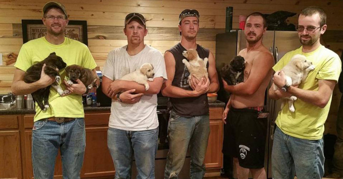 A legénybúcsún találták a kiskutyákat