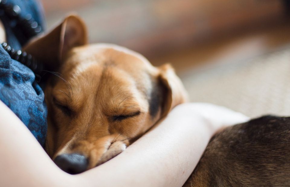 Szokatlan ragaszkodásával fontos dologra hívhatja fel figyelmünket a kutya