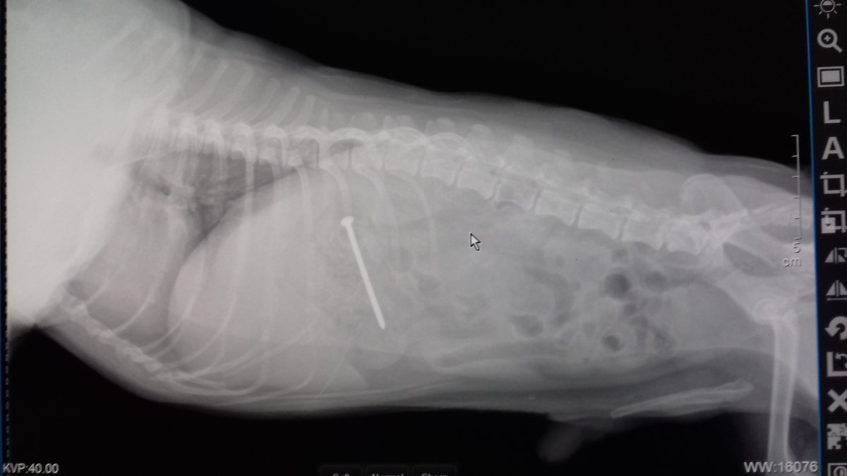 Több kutya is evett a húsból, a gyors beavatkozásnak köszönhetően meg tudták menteni őket