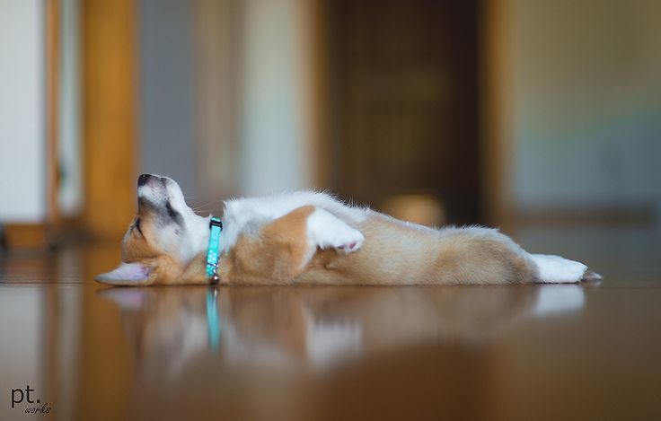 Egy szundikáló corgiról furcsa elképzelni, hogy hatékony rendőrkutya lehet. Most azonban bizonyíthatják az ellenkezőjét!