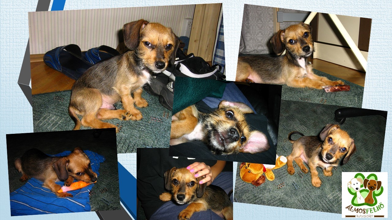 Aladin: A kiskutyát 9 hetesen mérte fel Panyi Zita kutyatréner, illik-e leendő gazdijához, annak életviteléhez. Vizsgálta a kölyök szociális bizalmát, mérte dominanciára való hajlamát, reakcióját ismeretlen hangokra és mozgó objektumokra. 