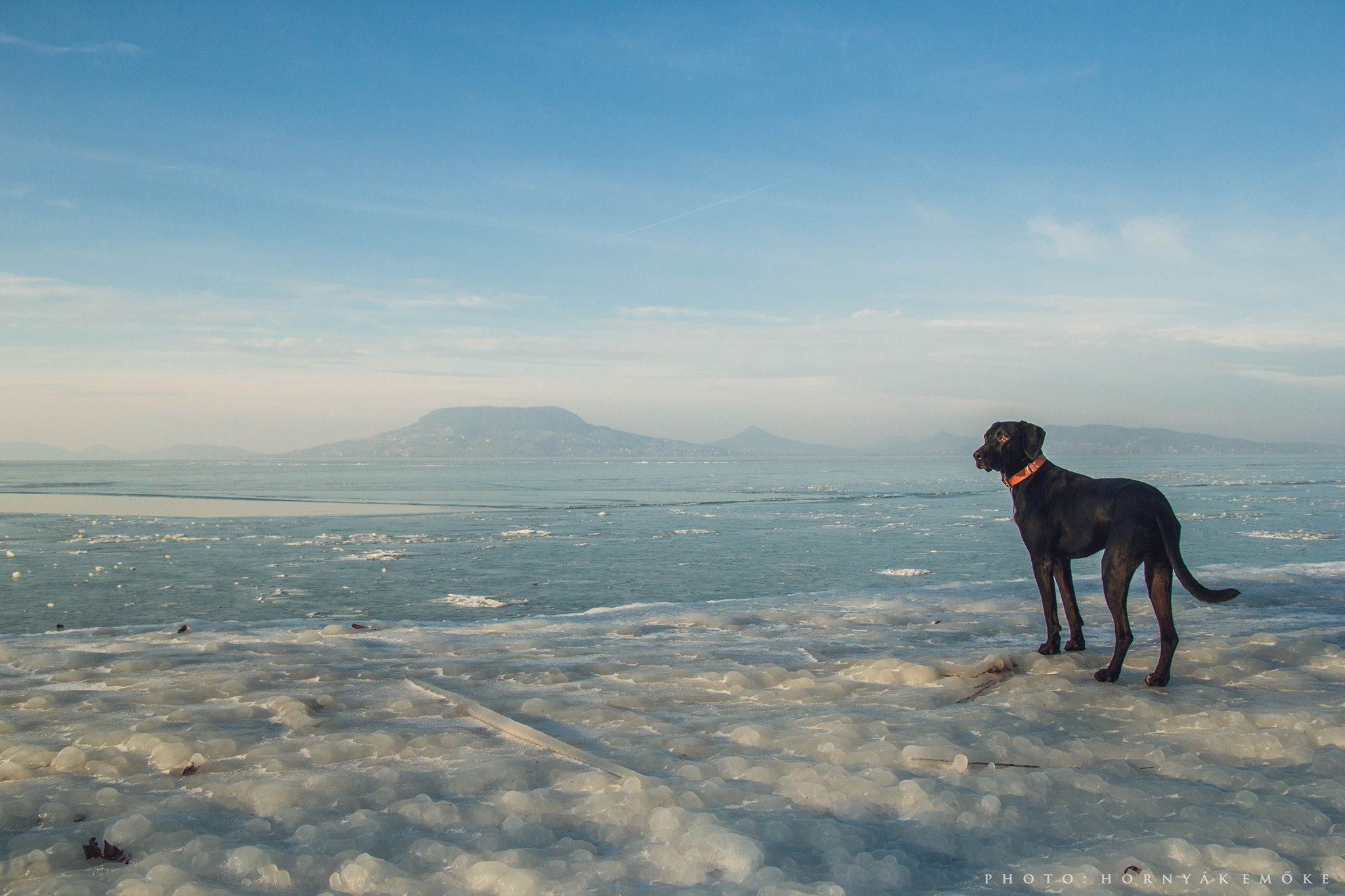 Csak akkor engedjük a kutyát a jégre, ha az biztosan elég vastag és stabil!