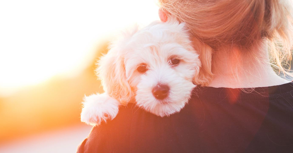 Megszakad a szív, amikor szeretett kedvencünk itt hagy minket