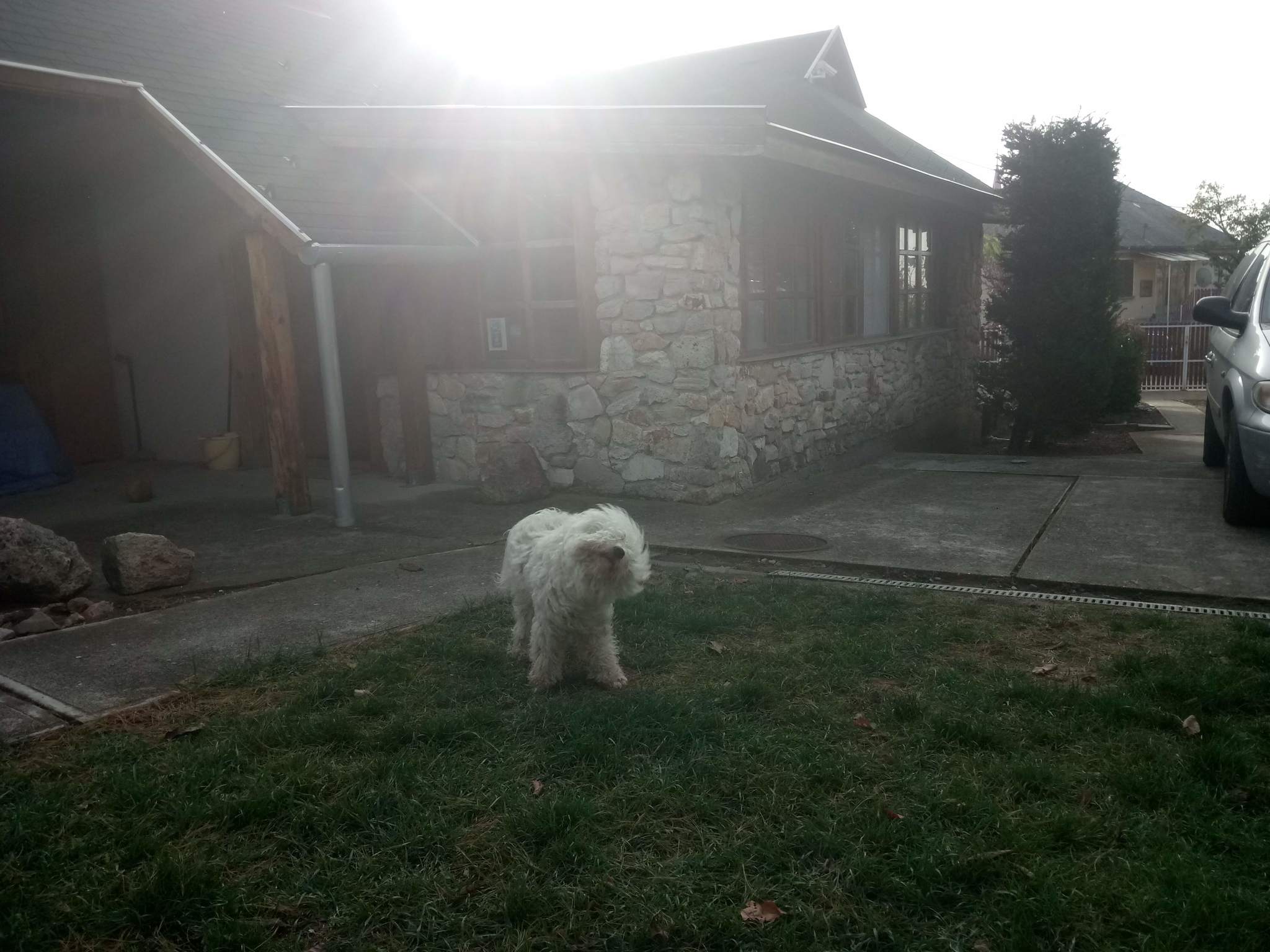 A kutyák imádják a kutyabarát vendégház nagy kertjét!