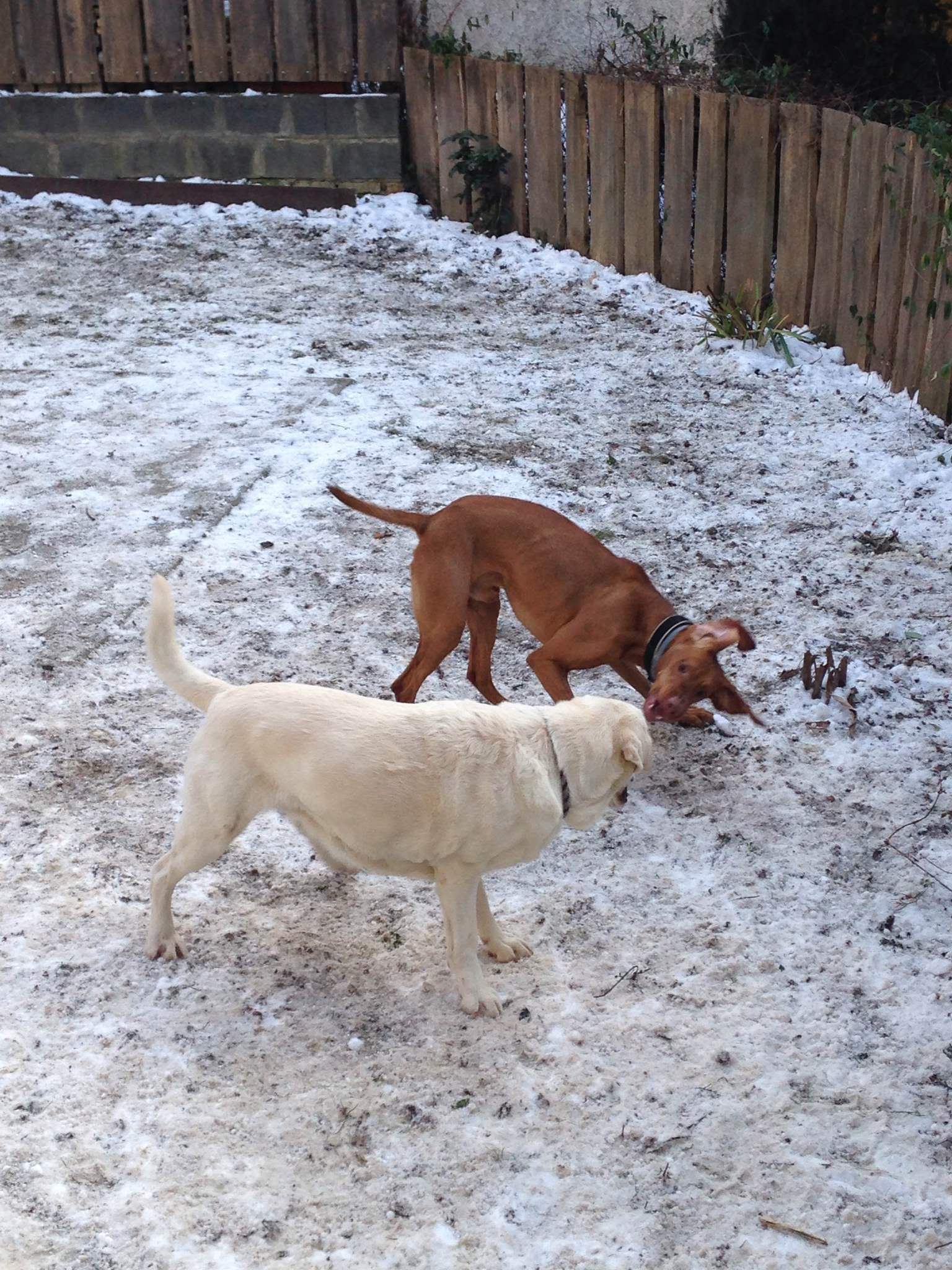 Lili játék közben