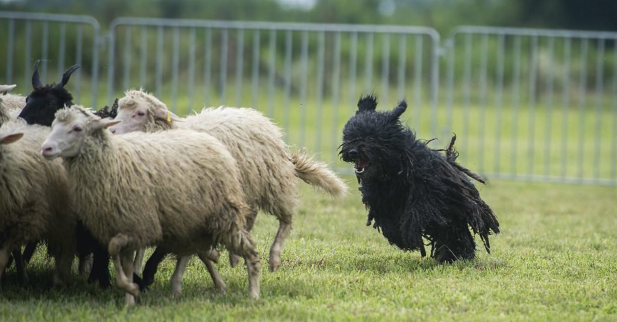 Tavaly 600 néző volt kíváncsi a terelőversenyre - idén még több látogatóra számítanak