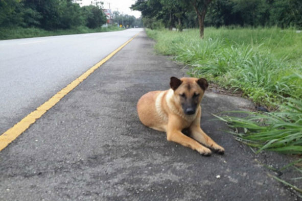 Az út szélén várta, hogy gazdái visszajöjjenek érte