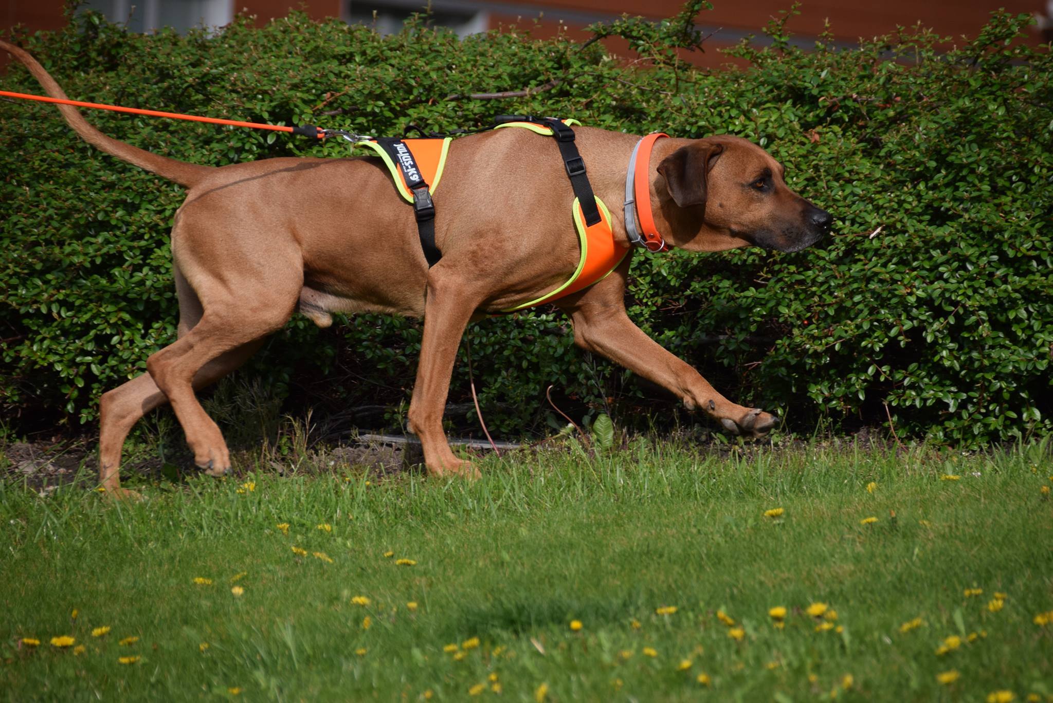 A legtöbb fajta alkalmas lehet a mantrailingre: fontos, hogy jól motiválható legyen és  ügyesen használja az orrát
