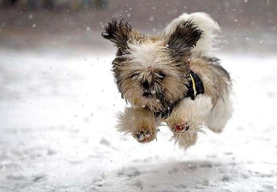 Nem fázik a tappancsa a hóban