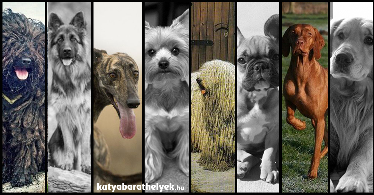 Magyar- és külföldi kutyafajták