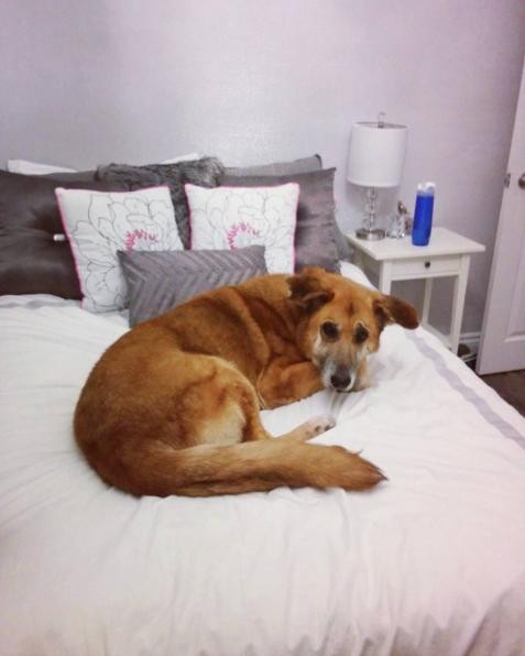 Egy mentett kutya, aki már gazdára talált