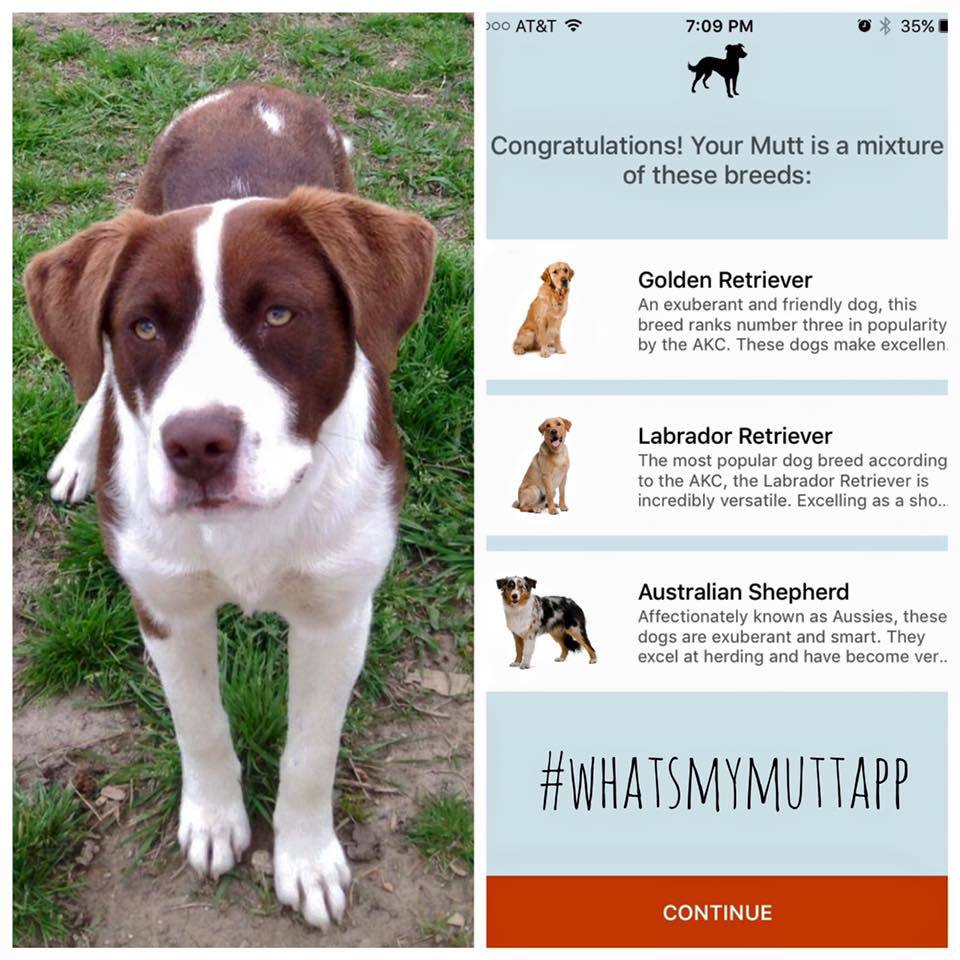 Baby (labrador, golden retriever, ausztrál juhászkutya keverék)