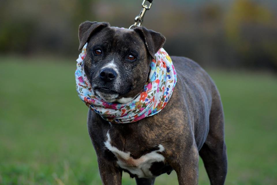 Mirjam négy éve él a menhelyen, minden álma egy saját otthon